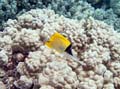 046 Long-nose Butterflyfish